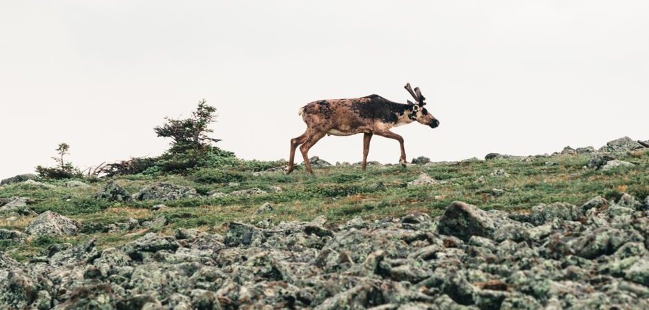 Caribous au Québec en 2026 : guide complet pour comprendre et cohabiter avec ce symbole nordique