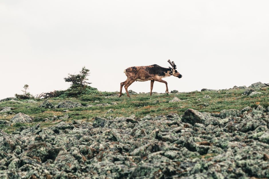 Caribous au Québec en 2026 : guide complet pour comprendre et cohabiter avec ce symbole nordique