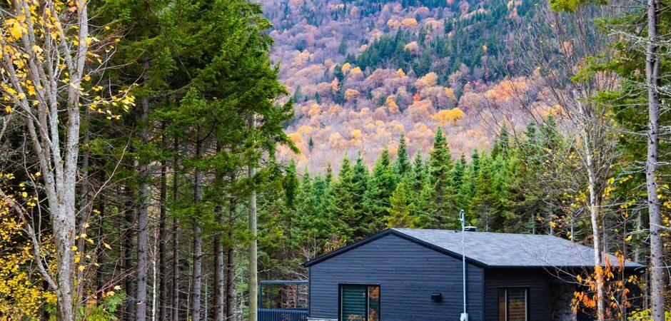 Ours noirs au Québec en 2026 : guide complet pour comprendre et cohabiter avec ce grand mammifère nordique