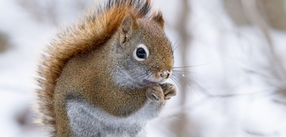 Faune sauvage québécoise en 2026 : comment les animaux survivent aux hivers nordiques