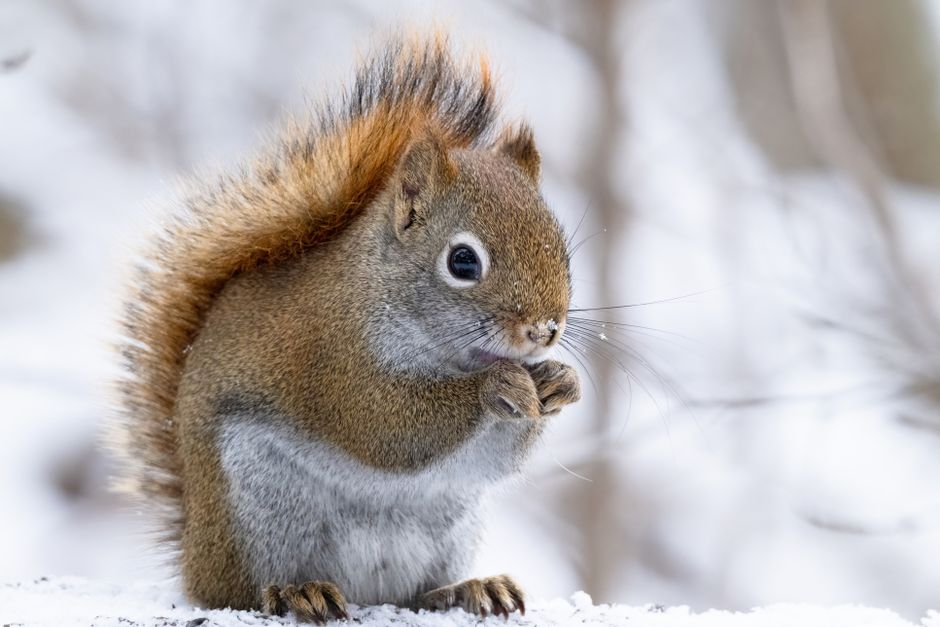 Faune sauvage québécoise en 2026 : comment les animaux survivent aux hivers nordiques