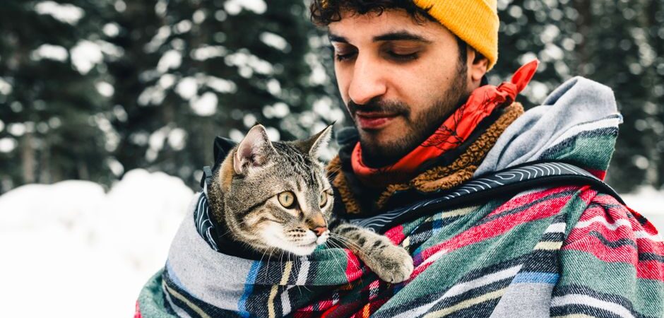 Soins du chat en hiver 2026 au Québec : guide complet pour un félin heureux sous le froid nordique