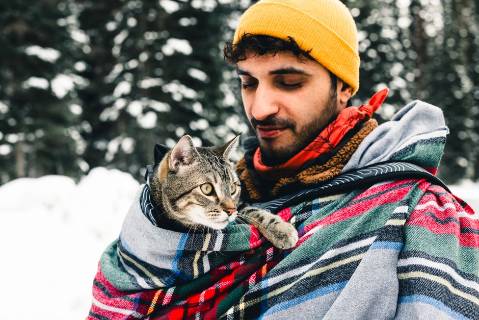 Soins du chat en hiver 2026 au Québec : guide complet pour un félin heureux sous le froid nordique