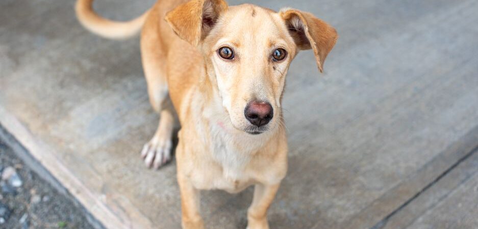 Adoption d&rsquo;un chien au Québec en 2026 : guide complet pour trouver votre compagnon idéal