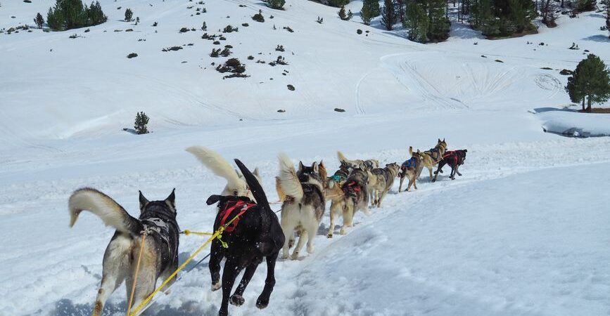 Husky sibérien au Québec en 2026 : guide complet pour élever ce magnifique chien nordique sous le froid canadien