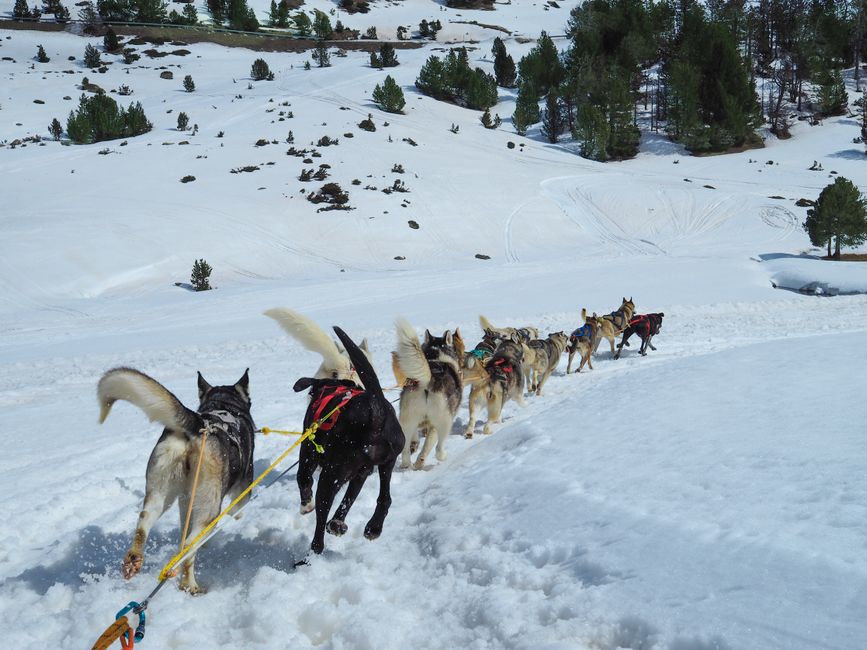 Husky sibérien au Québec en 2026 : guide complet pour élever ce magnifique chien nordique sous le froid canadien