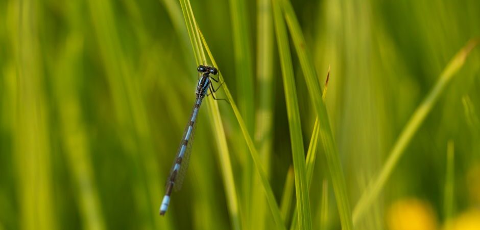 Animaux semi-aquatiques au Québec en 2026 : guide complet sur les mammifères des cours d&rsquo;eau nordiques