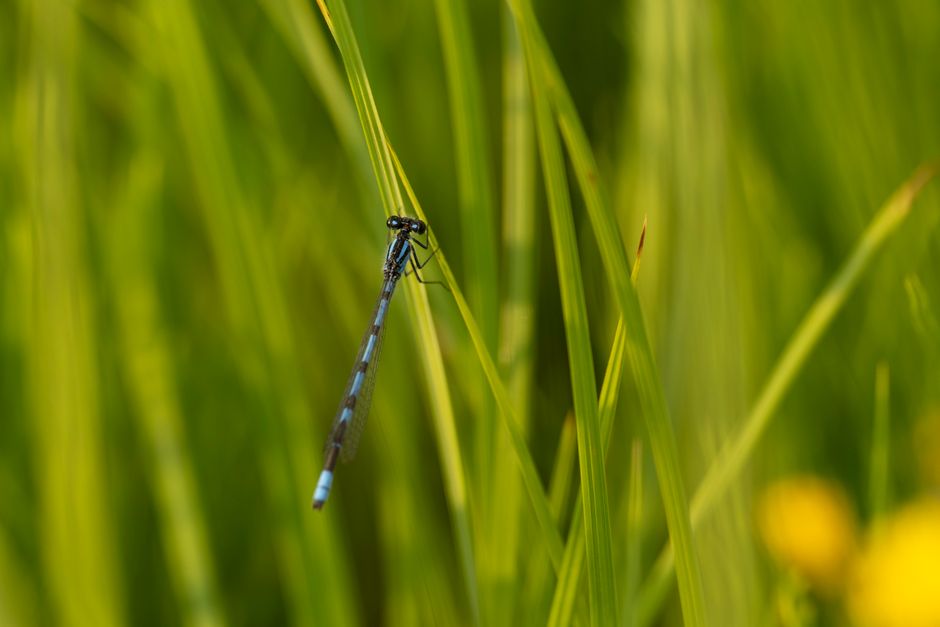 Animaux semi-aquatiques au Québec en 2026 : guide complet sur les mammifères des cours d&rsquo;eau nordiques