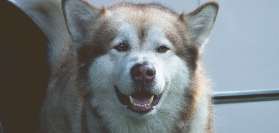 Malamute d&rsquo;Alaska au Québec en 2026 : guide complet pour élever ce géant nordique sous le froid canadien