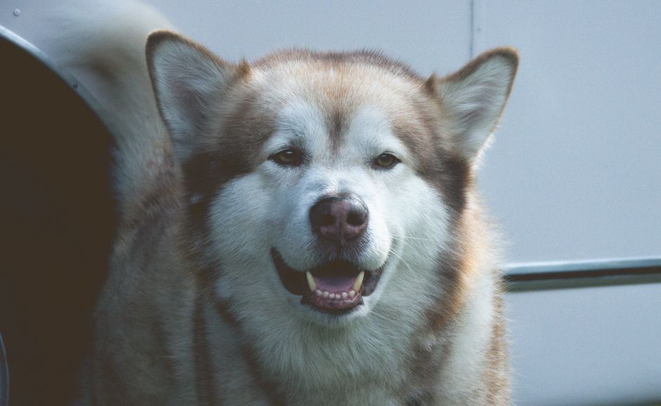 Malamute d&rsquo;Alaska au Québec en 2026 : guide complet pour élever ce géant nordique sous le froid canadien