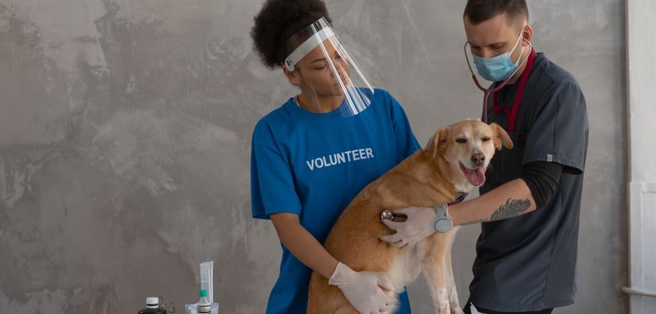 Assurance animaux au Canada en 2026 : guide complet pour protéger votre compagnon au Québec
