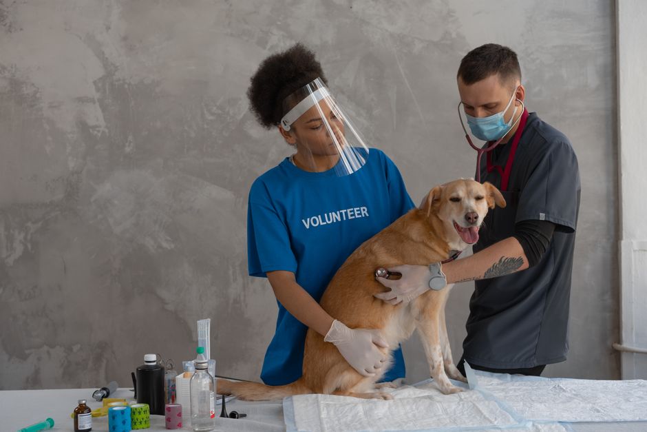 Assurance animaux au Canada en 2026 : guide complet pour protéger votre compagnon au Québec
