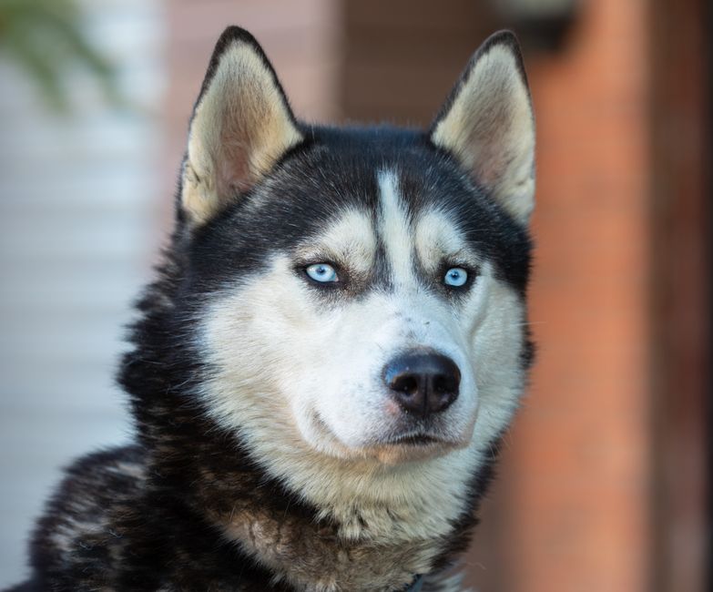 Husky et chiens nordiques au Québec en 2026 : guide complet pour un compagnon épanoui sous le froid canadien