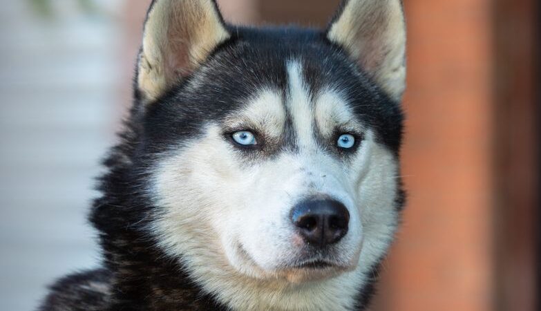 Chiens de traîneau au Québec en 2026 : guide complet pour découvrir et pratiquer ce sport nordique
