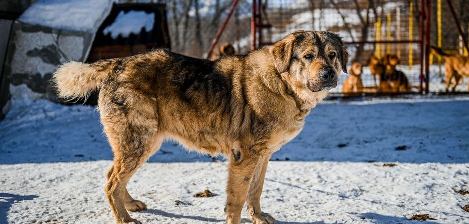 Santé et bien-être du chien en hiver 2026 au Québec : guide complet pour affronter le froid nordique