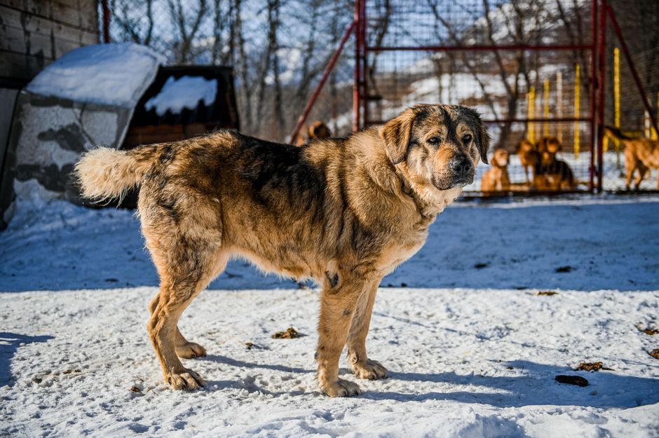 Soins du chien en hiver 2026 au Québec : guide complet pour un compagnon heureux sous le froid nordique