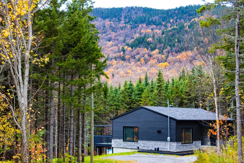 Bernois de montagne au Québec en 2026 : guide complet pour élever et chouchouter ce géant des montagnes sous le froid canadien