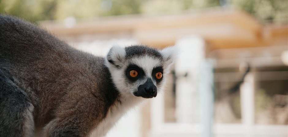 Animaux exotiques au Québec en 2026 : guide complet pour adopter et soigner votre compagnon hors du commun sous le froid nordique