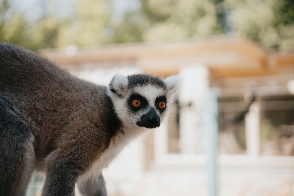 Animaux exotiques au Québec en 2026 : guide complet pour adopter et soigner votre compagnon hors du commun sous le froid nordique