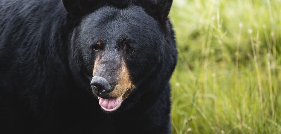 Ours noirs au Québec en 2026 : guide complet pour comprendre et cohabiter avec ce grand mammifère nordique