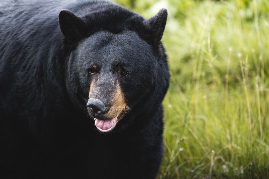 Ours noirs au Québec en 2026 : guide complet pour comprendre et cohabiter avec ce grand mammifère nordique