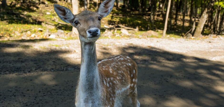 Animaux exotiques au Québec en 2026 : guide complet pour adopter, soigner et vivre avec un compagnon hors du commun