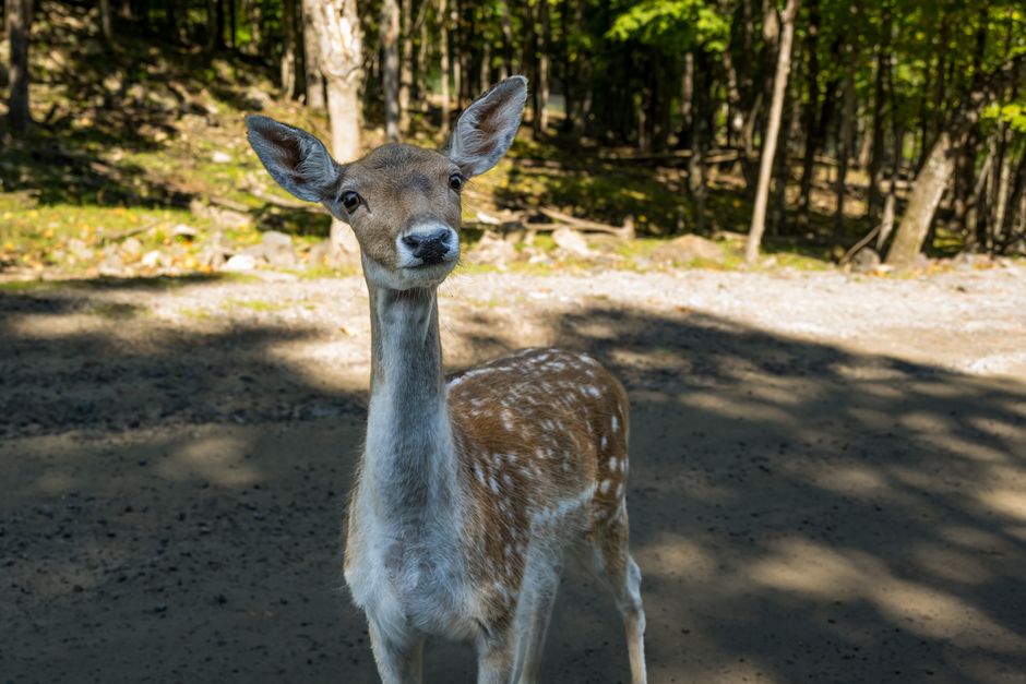 Animaux exotiques au Québec en 2026 : guide complet pour adopter, soigner et vivre avec un compagnon hors du commun