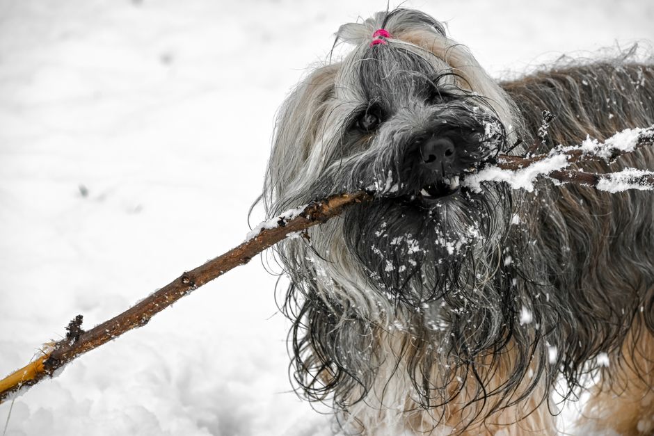 Toilettage hivernal du chien au Québec en 2026 : guide complet pour un pelage sain sous le froid nordique