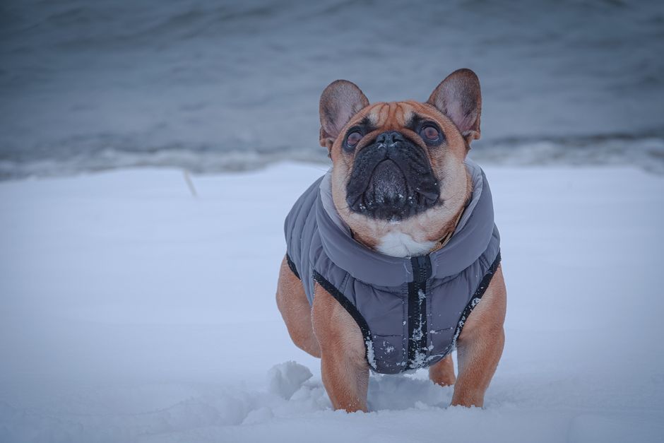 Chien en hiver 2026 au Québec : guide complet pour affronter le froid nordique avec votre compagnon