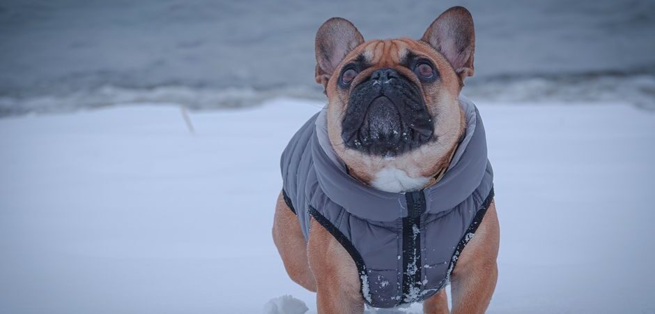 Soins des pattes de chien en hiver 2026 au Québec : guide complet pour protéger votre compagnon sous le froid nordique