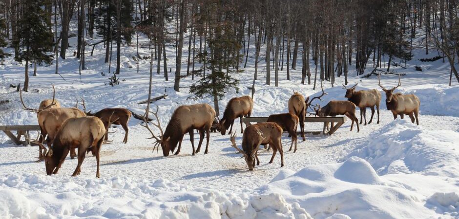 Voyage avec animaux au Québec en 2026 : guide complet pour un road trip réussi avec votre compagnon