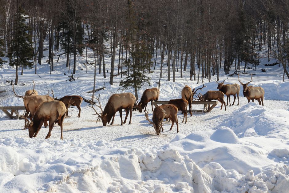 Voyage avec animaux au Québec en 2026 : guide complet pour un road trip réussi avec votre compagnon