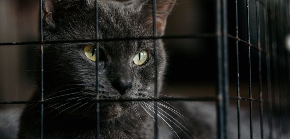 Adoption d&rsquo;un chat au Québec en 2026 : guide complet pour accueillir votre félin sous le froid nordique