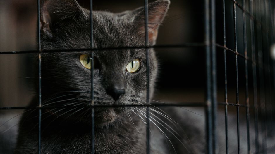 Adoption d&rsquo;un chat au Québec en 2026 : guide complet pour accueillir votre félin sous le froid nordique