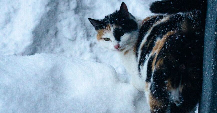 Chat en hiver 2026 au Québec : guide complet pour un félin heureux sous le froid nordique