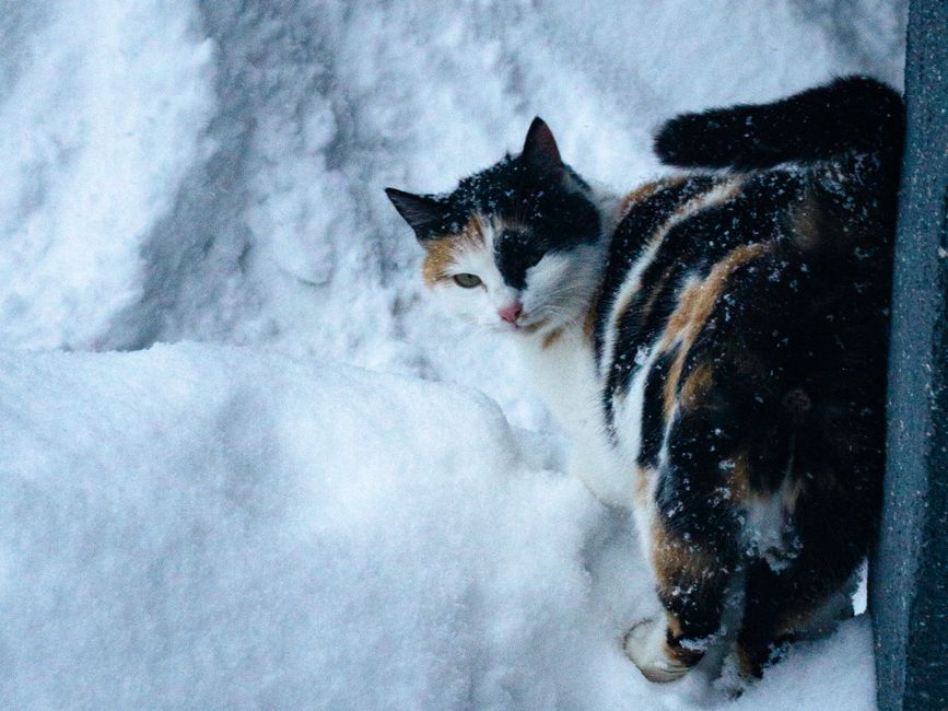 Chat en hiver 2026 au Québec : guide complet pour un félin heureux sous le froid nordique