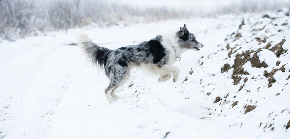 Stimulation mentale du chien en hiver 2026 au Québec : guide complet pour un compagnon épanoui sous le froid nordique