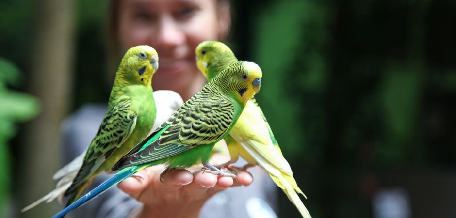 Oiseaux de compagnie au Québec en 2026 : guide complet pour chouchouter vos plumés sous le froid nordique