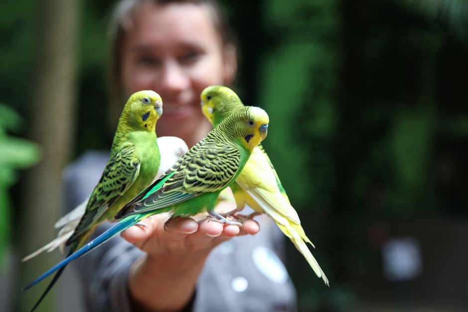 Oiseaux de compagnie au Québec en 2026 : guide complet pour chouchouter vos plumés sous le froid nordique