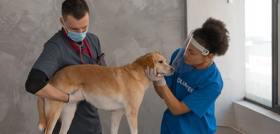 Assurance animaux au Québec en 2026 : guide complet pour choisir la meilleure couverture pour votre compagnon
