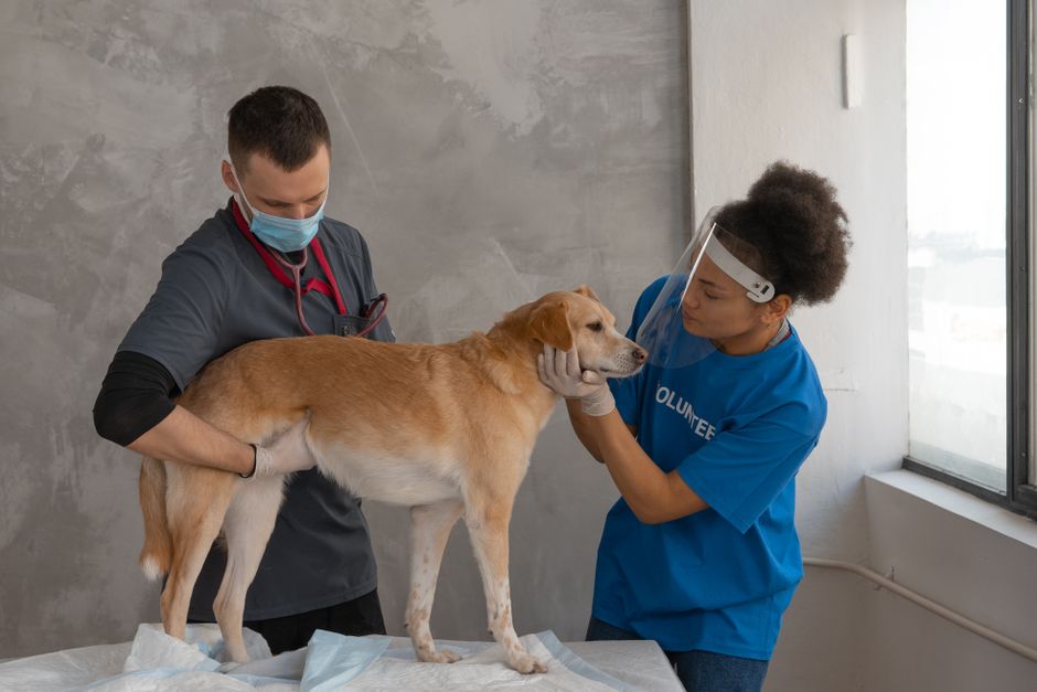 Assurance animaux au Québec en 2026 : guide complet pour choisir la meilleure couverture pour votre compagnon