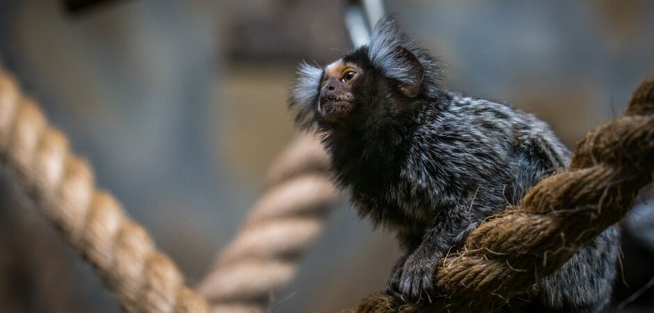 Animaux de compagnie exotiques et petits mammifères au Québec en 2026 : guide complet pour des soins adaptés sous le froid nordique