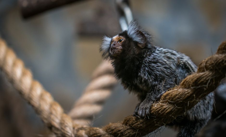 Animaux de compagnie exotiques et petits mammifères au Québec en 2026 : guide complet pour des soins adaptés sous le froid nordique
