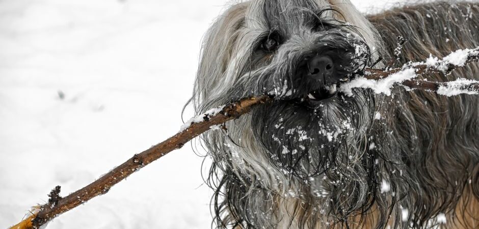 Toilettage hivernal du chien au Québec en 2026 : guide complet pour un pelage sain sous le froid nordique